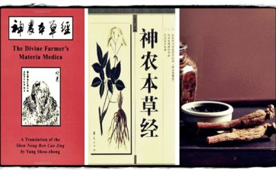 PLEMENITA BILJKA U zapisima usmenih predaja navodi se za što su sve stari Kinezi koristili ginseng