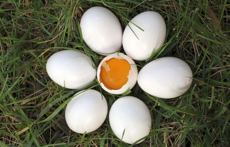 KOREJSKI SPECIJALITETI Znate li što su ginseng jaja?